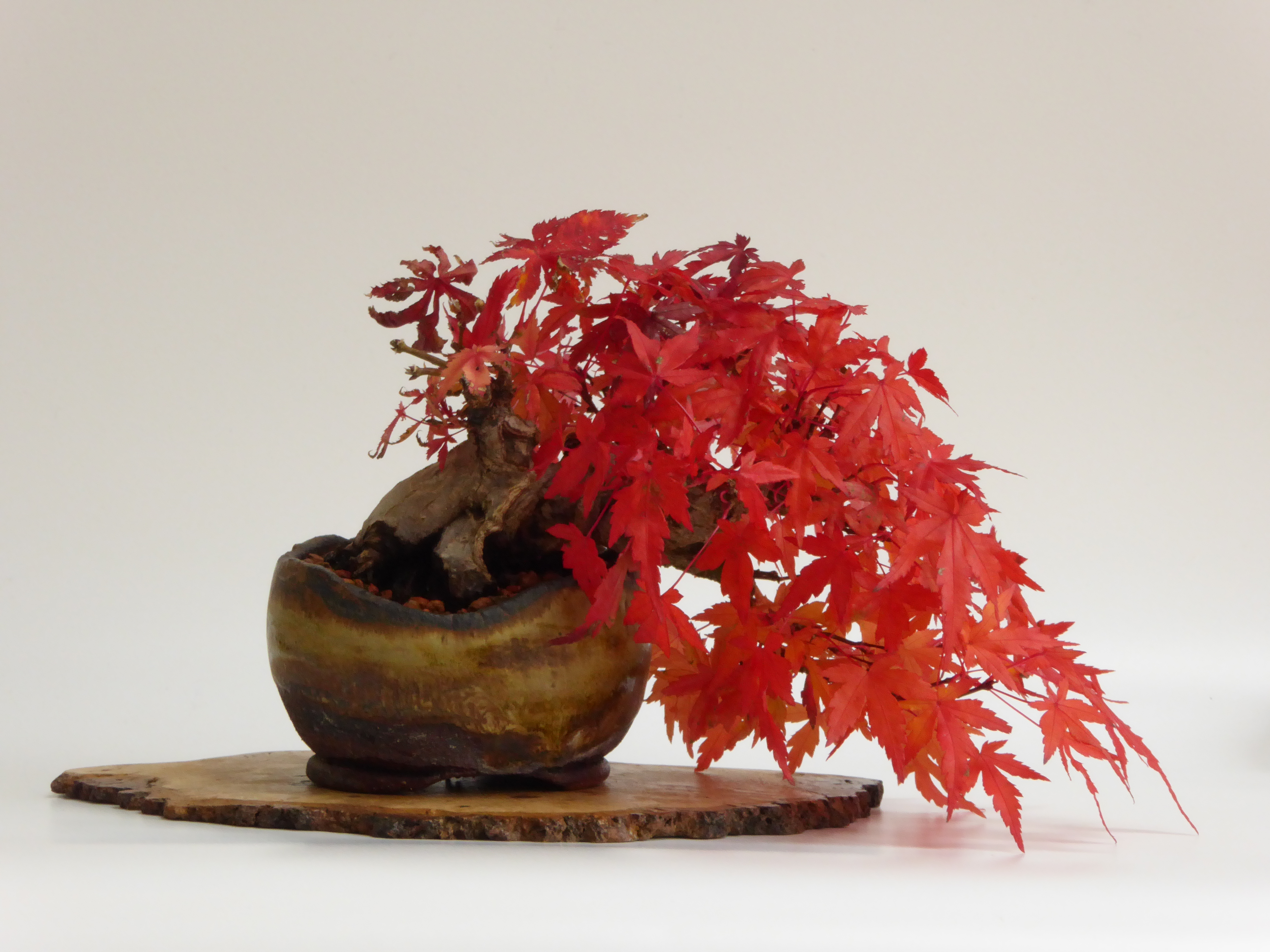 Shohin Maple in Autum colours
